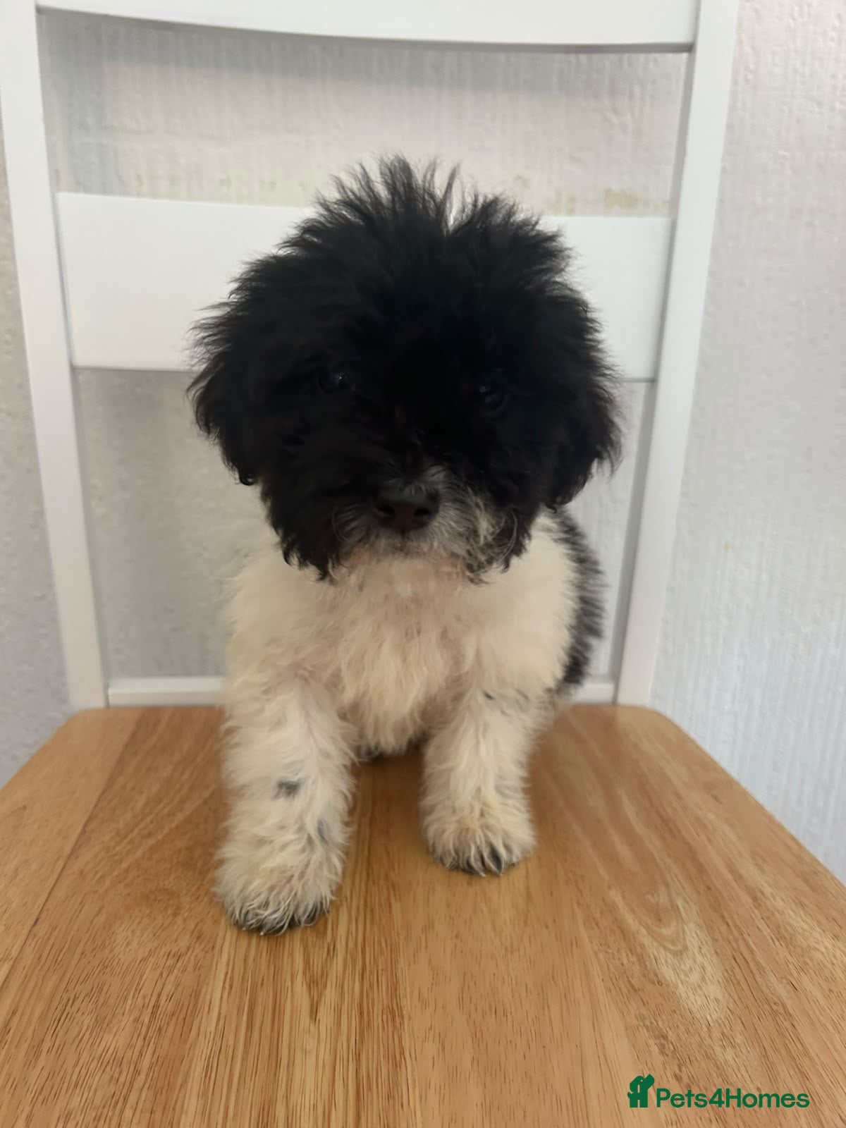 Mixed Breed dogs Stunning mixed litter of puppies  - Advert 1