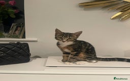 Mixed Breed cats for sale: 2 cats for sale - Image 9