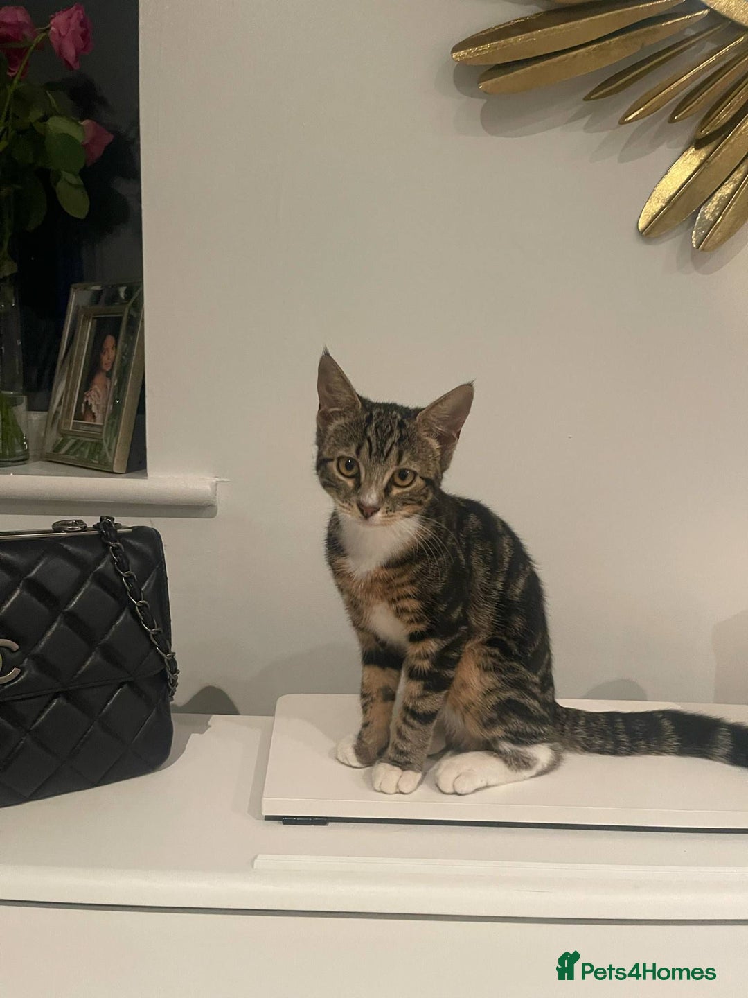 Mixed Breed cats for sale: 2 cats for sale - Image 9