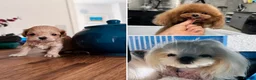 Maltipoo dogs for sale: 🧸Maltipoo puppies Korean & Asian lines - Advert 10