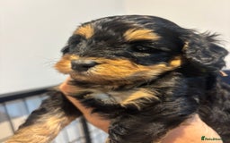 Cavapoo dogs for sale: Beautiful Black Phantom F1bb girl cavapoo - Image 12