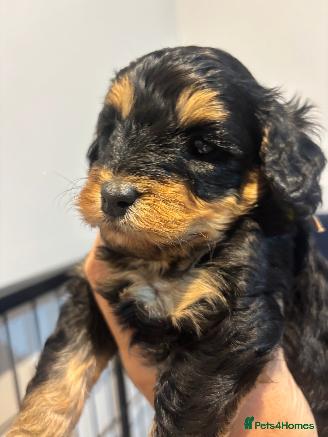 Cavapoo dogs for sale: Beautiful Black Phantom F1bb girl cavapoo - Image 12