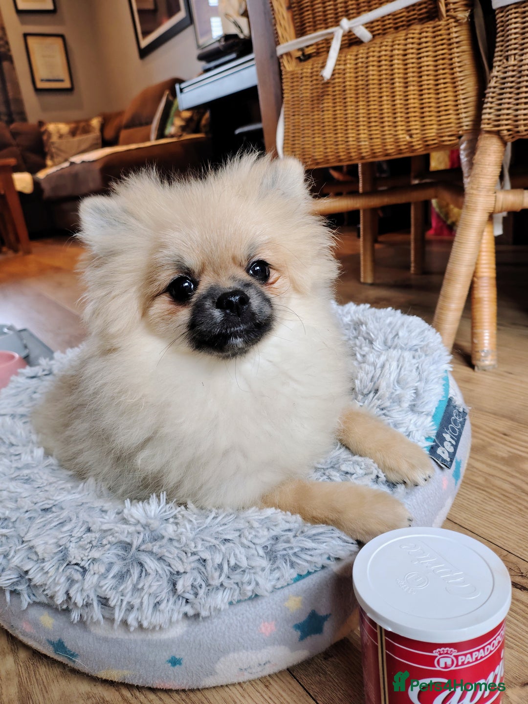 Pomeranian dogs for sale: Pom puppys with Kc reg , pedigree for sale in Taunton - Image 22