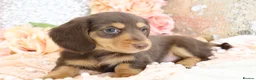 Miniature Dachshund dogs for sale: KC Longhair Miniature Dachshunds - Advert 15