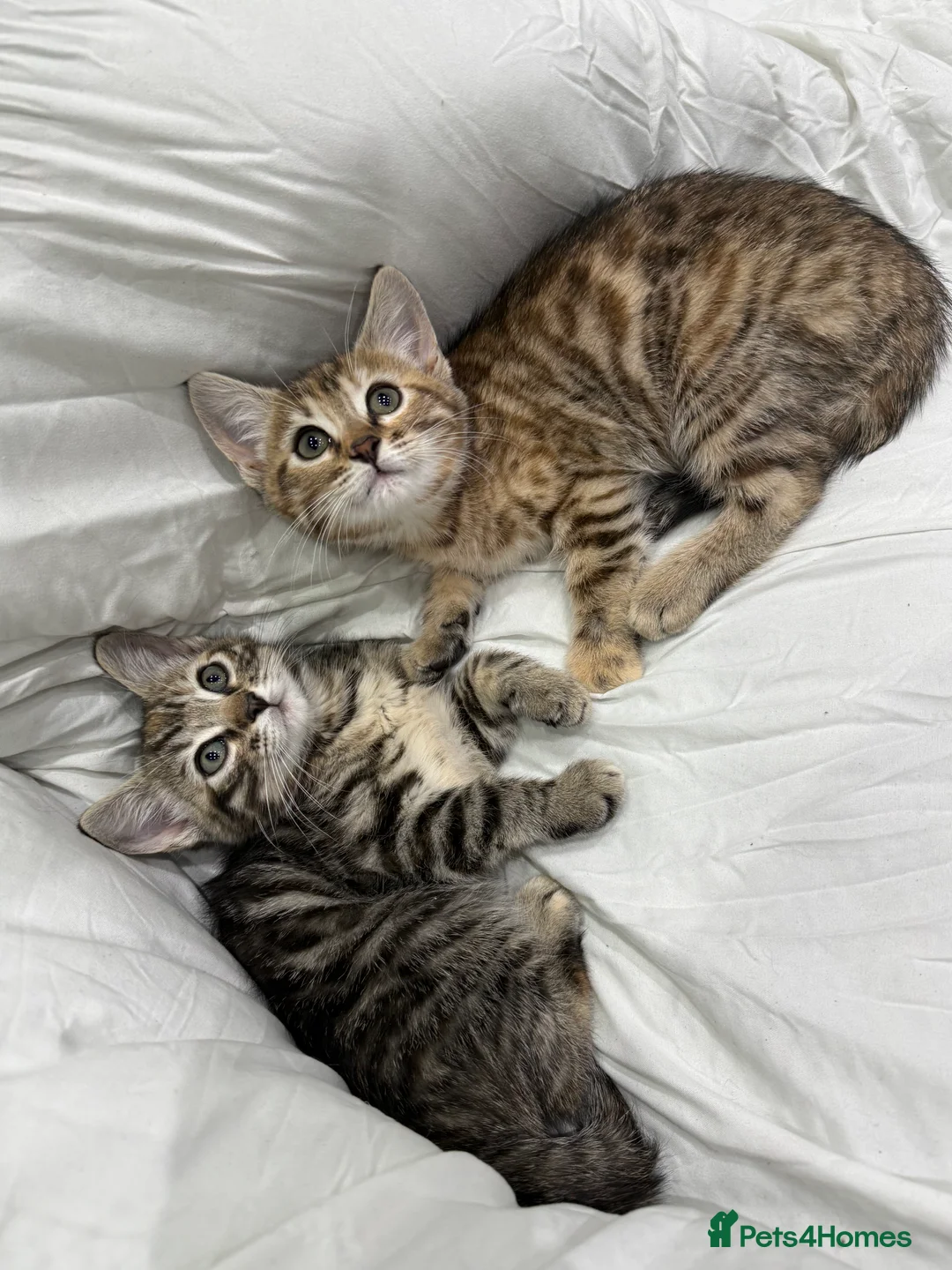 Mixed Breed cats for sale: cute tabby kittens - Advert 11