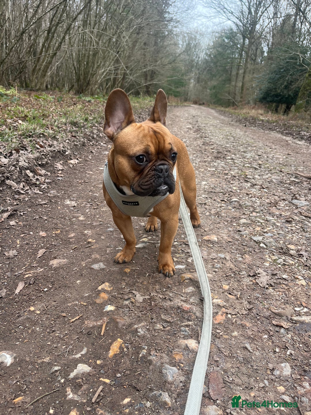 French Bulldog dogs for stud: KC REG FAWN STUD ⭐  - Advert 4