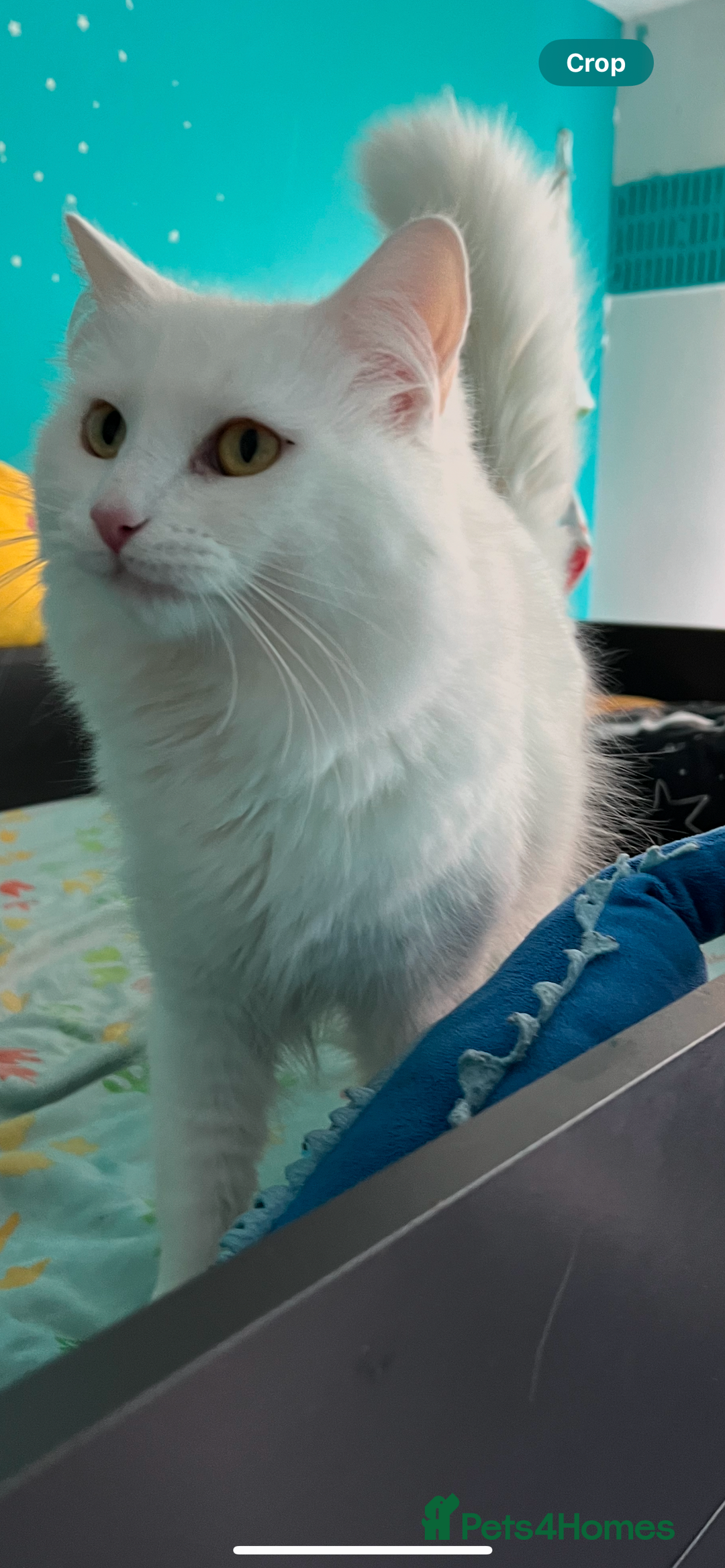 Turkish Angora cats for sale: Turkish Angora/ Ragdoll kittens for SALE !!! - Image 19