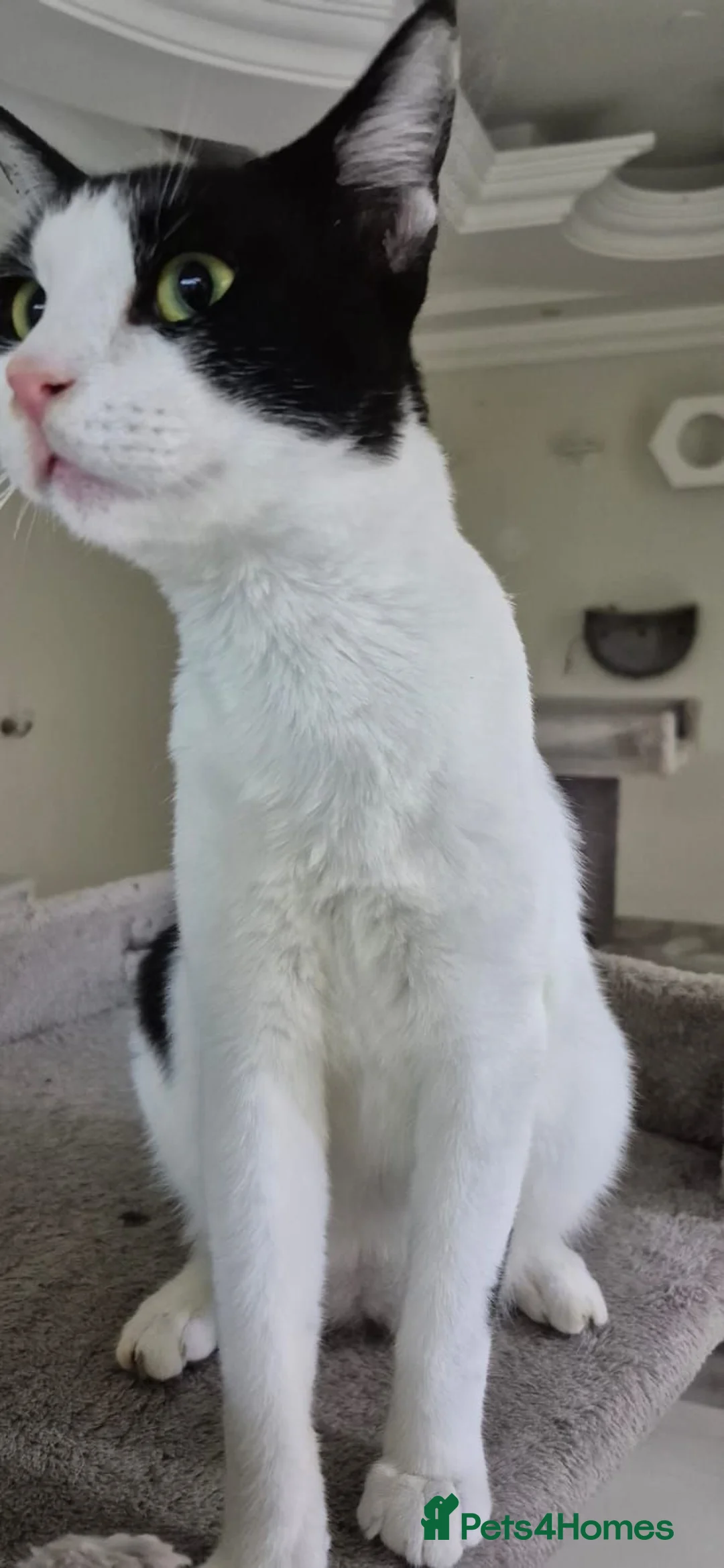 Arabian Mau cats for adoption: Cowboy Alex  - Advert 3