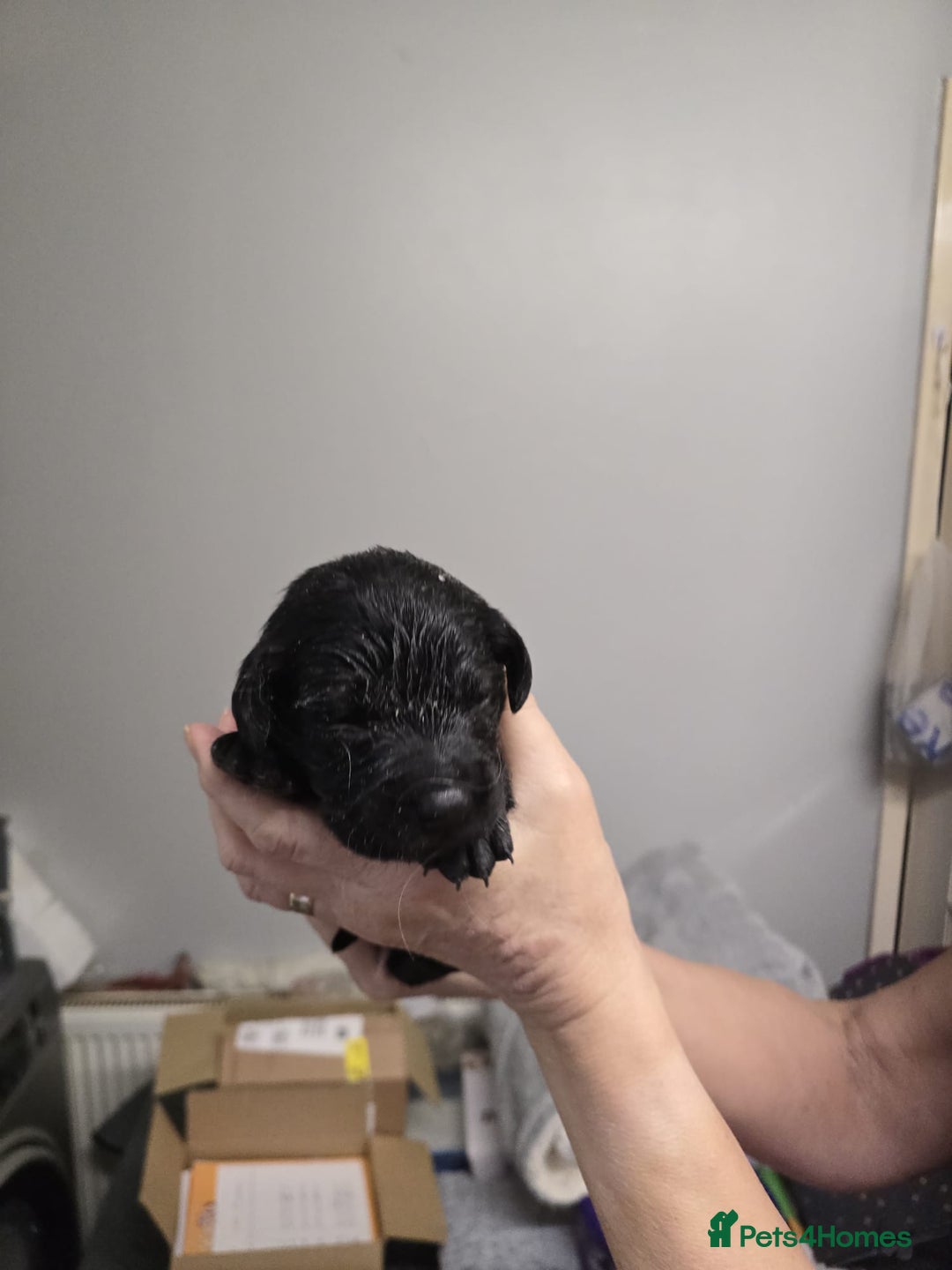 Goldador dogs for sale: Goldador  - Advert 5