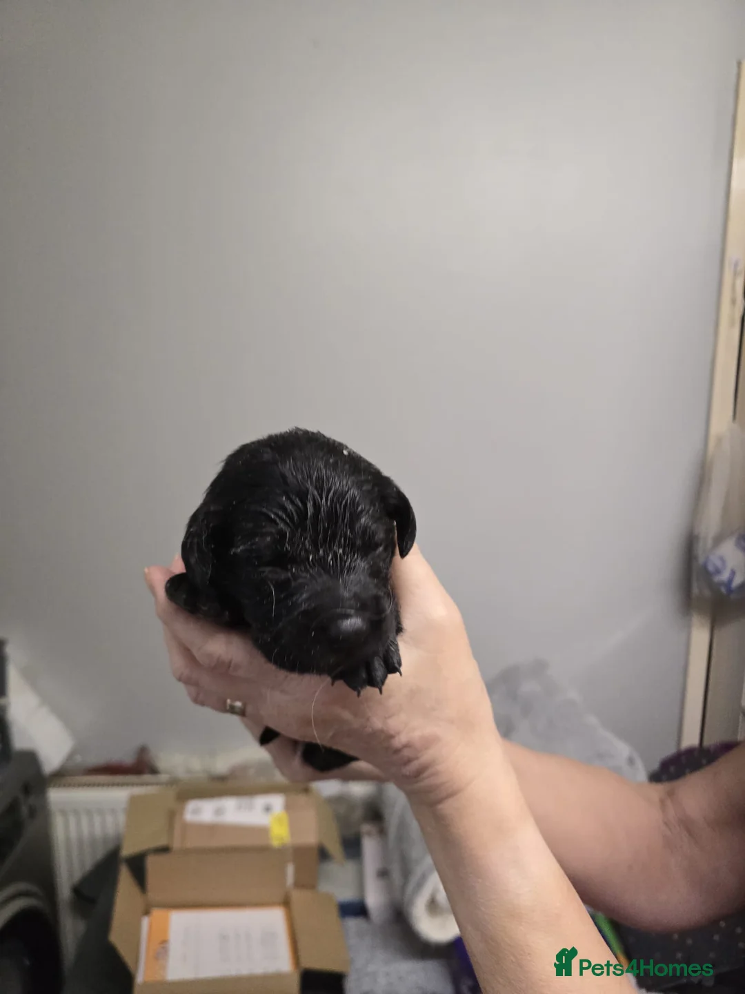 Goldador dogs for sale: Goldador  - Advert 5