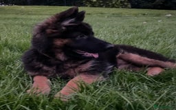 German Shepherd dogs for sale: Top Quality GSD puppies available  - Image 6