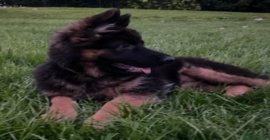 German Shepherd dogs - Advert 2