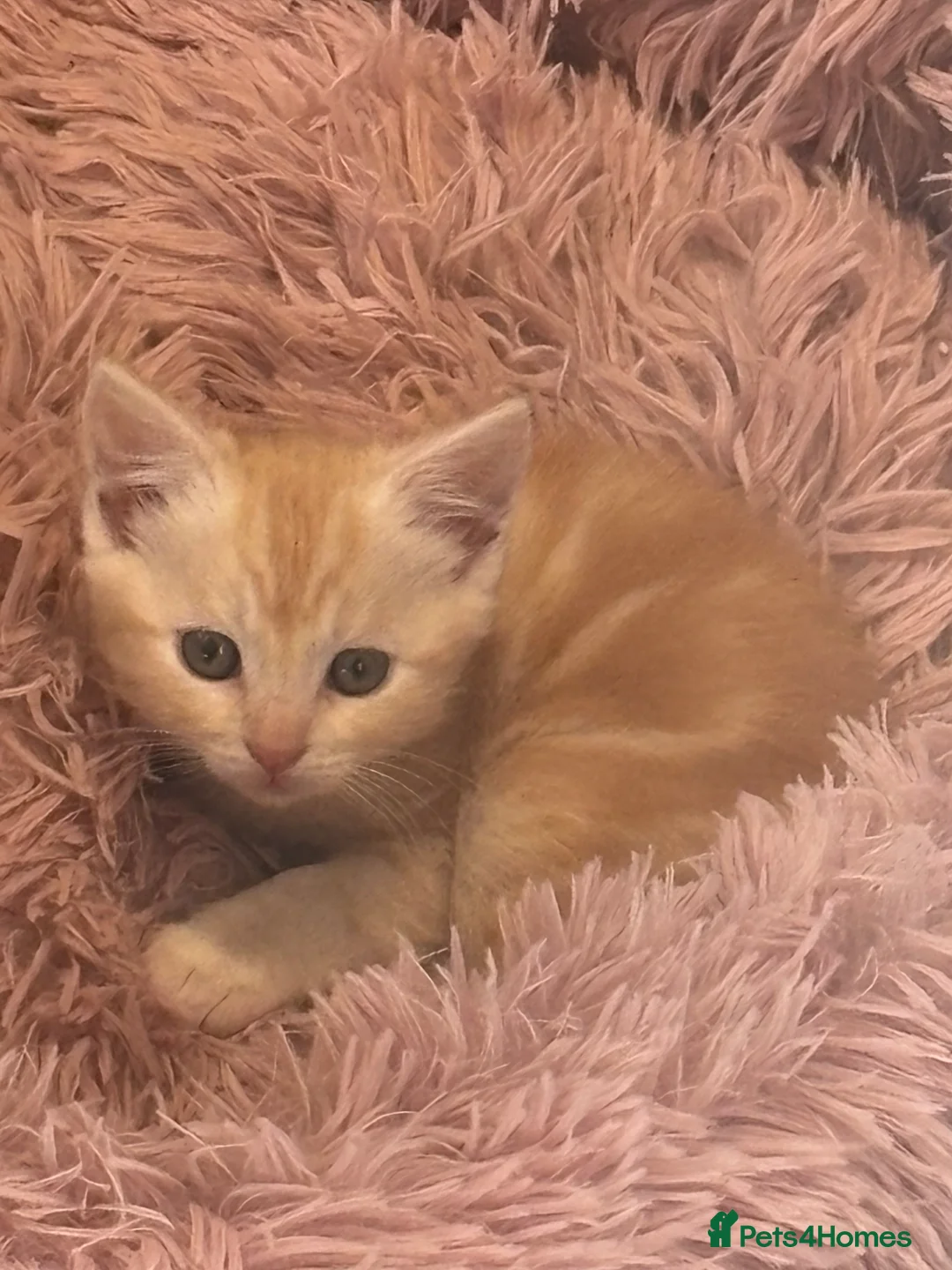 Mixed Breed cats for sale: Maine coon cross kittens ***ONLY ONE BOY LEFT!* - Advert 25