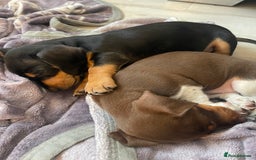 Dachshund dogs for sale: Dachshund Puppies  - Image 2