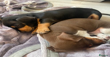 Dachshund dogs - Advert 9