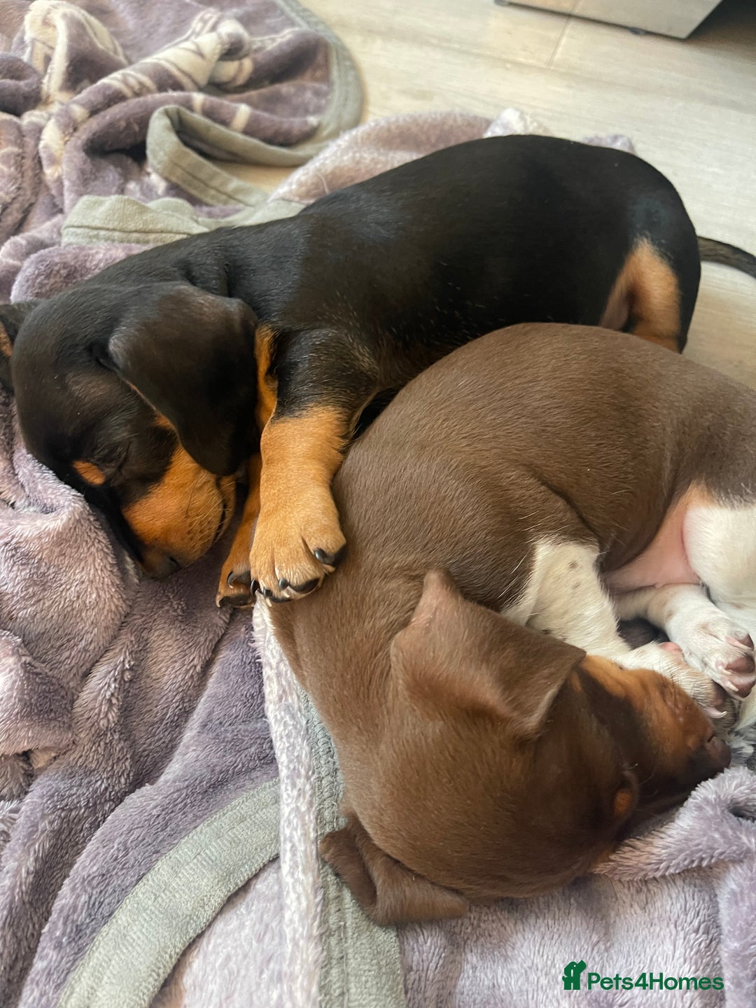 Dachshund dogs for sale: Dachshund Puppies  - Image 2