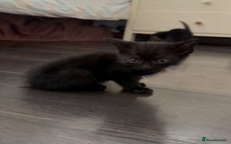 Mixed Breed cats for sale: Mixed breed kittens  - Image 16