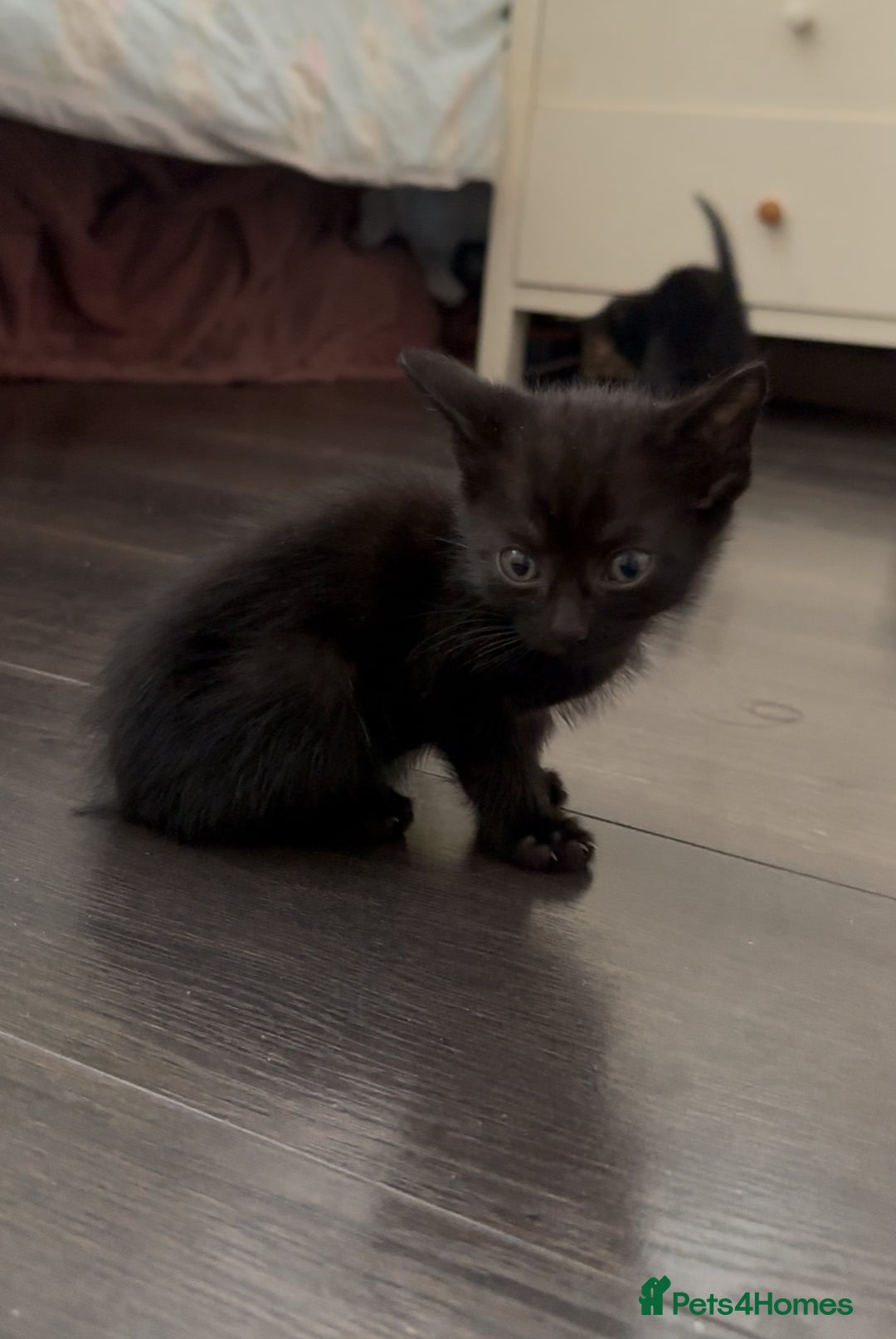 Mixed Breed cats for sale: Mixed breed kittens  - Image 16