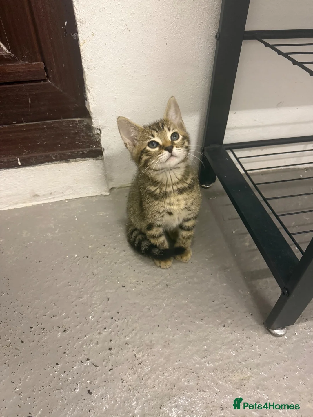 Bengal cats for sale: Beautiful Bengal x kittens  - Advert 9