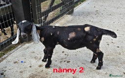 Goats livestock for sale: Pedigree Anglo Nubian Kids (disbudded) - Image 2