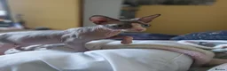 Sphynx cats for sale: Sphynx family  - Advert 3