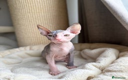 Sphynx cats for sale: Don Sphynx Kittens - Image 31