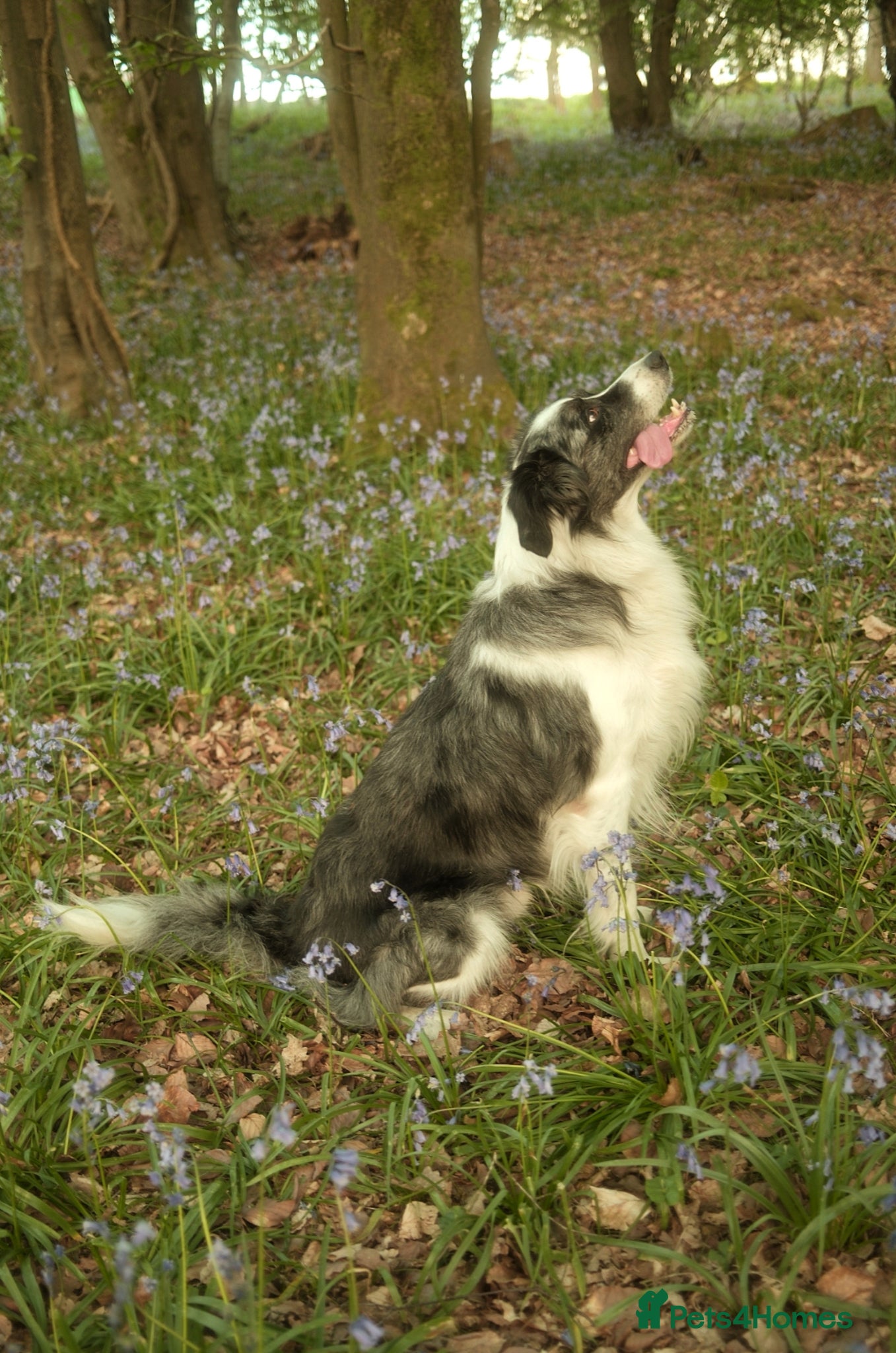 Border Collie dogs *proven* health tested working merle border collie - Advert 18