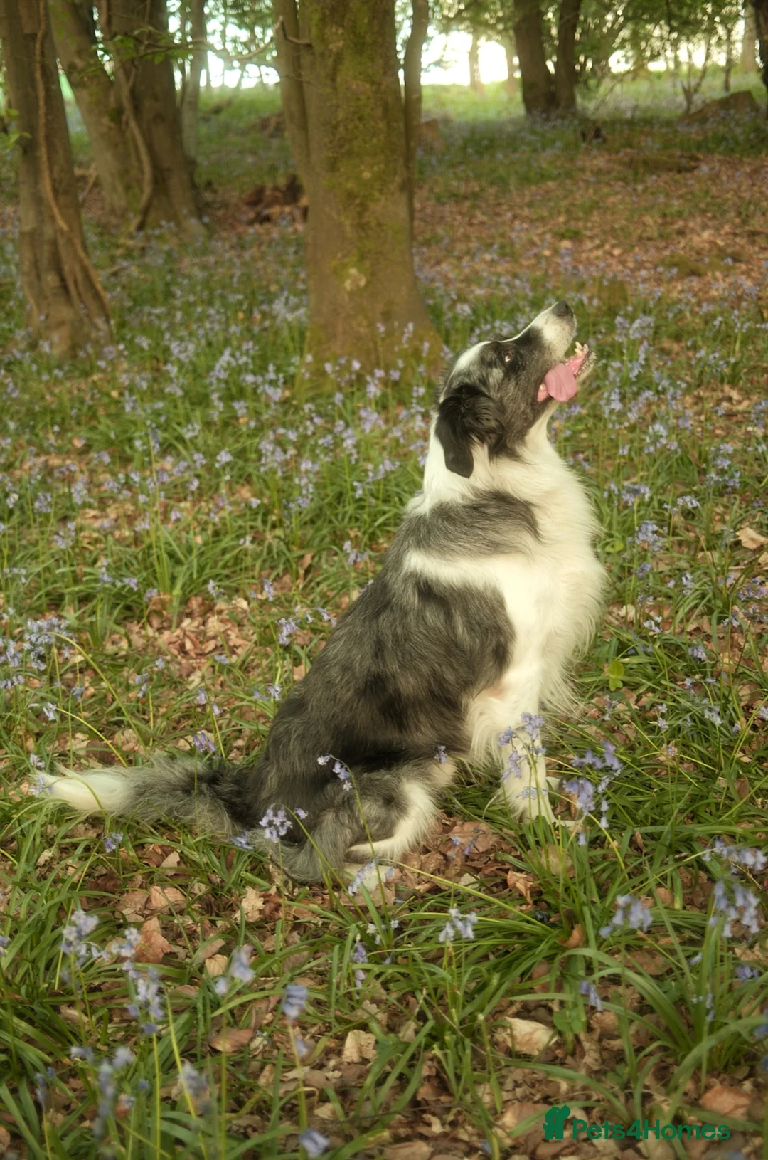 Border Collie dogs for stud: *proven* health tested working merle border collie - Advert 2