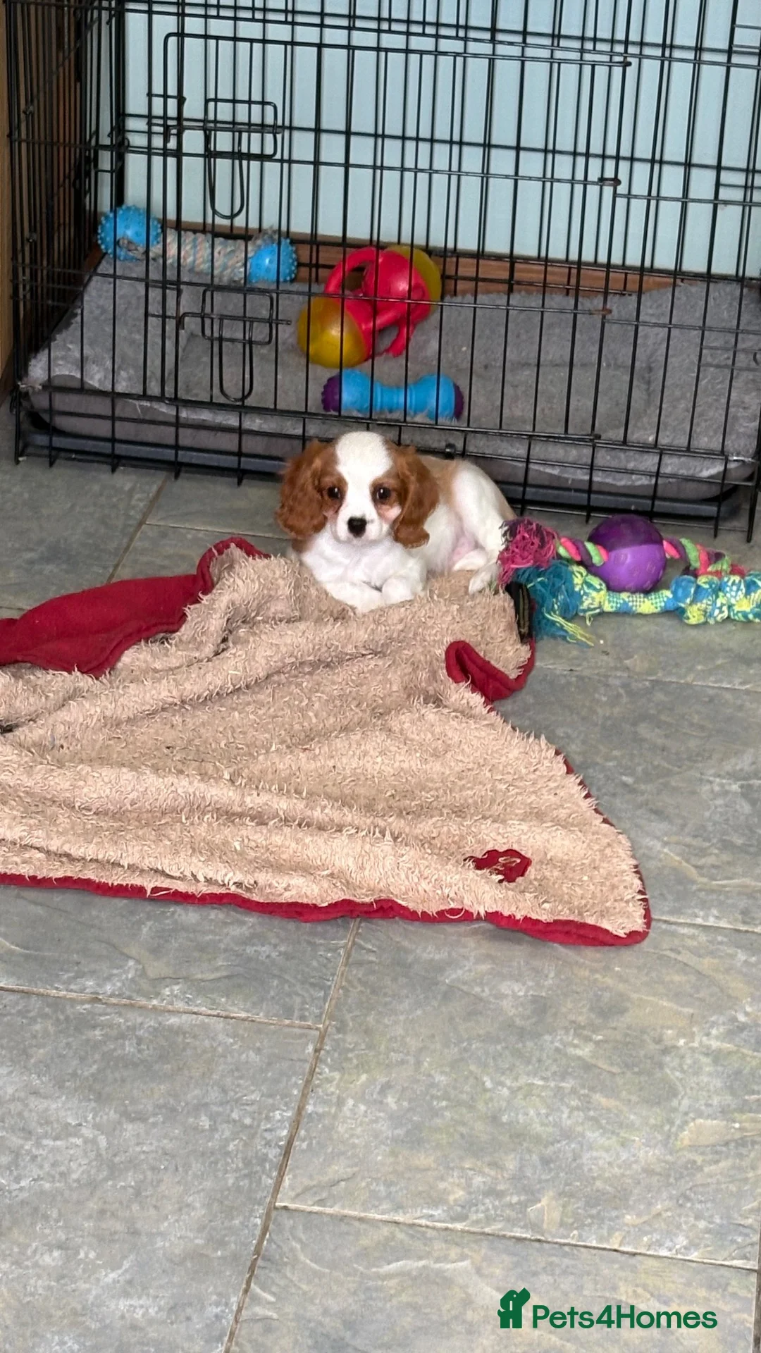 Cavalier King Charles Spaniel dogs for sale: K C reg cavalier King Charles - Advert 2