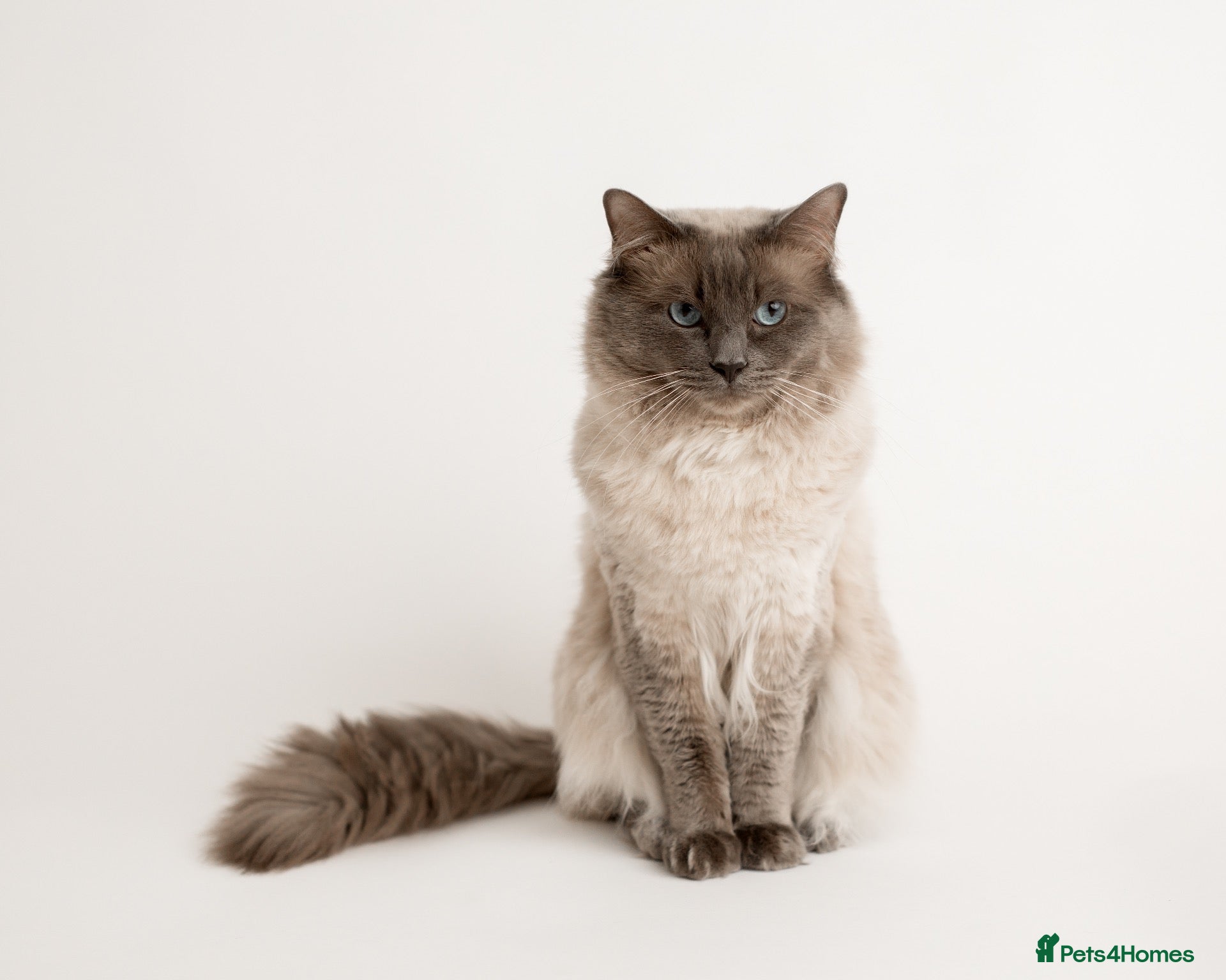 Ragdoll cats Chocolate carrier blue point Ragdoll Stud - Advert 2