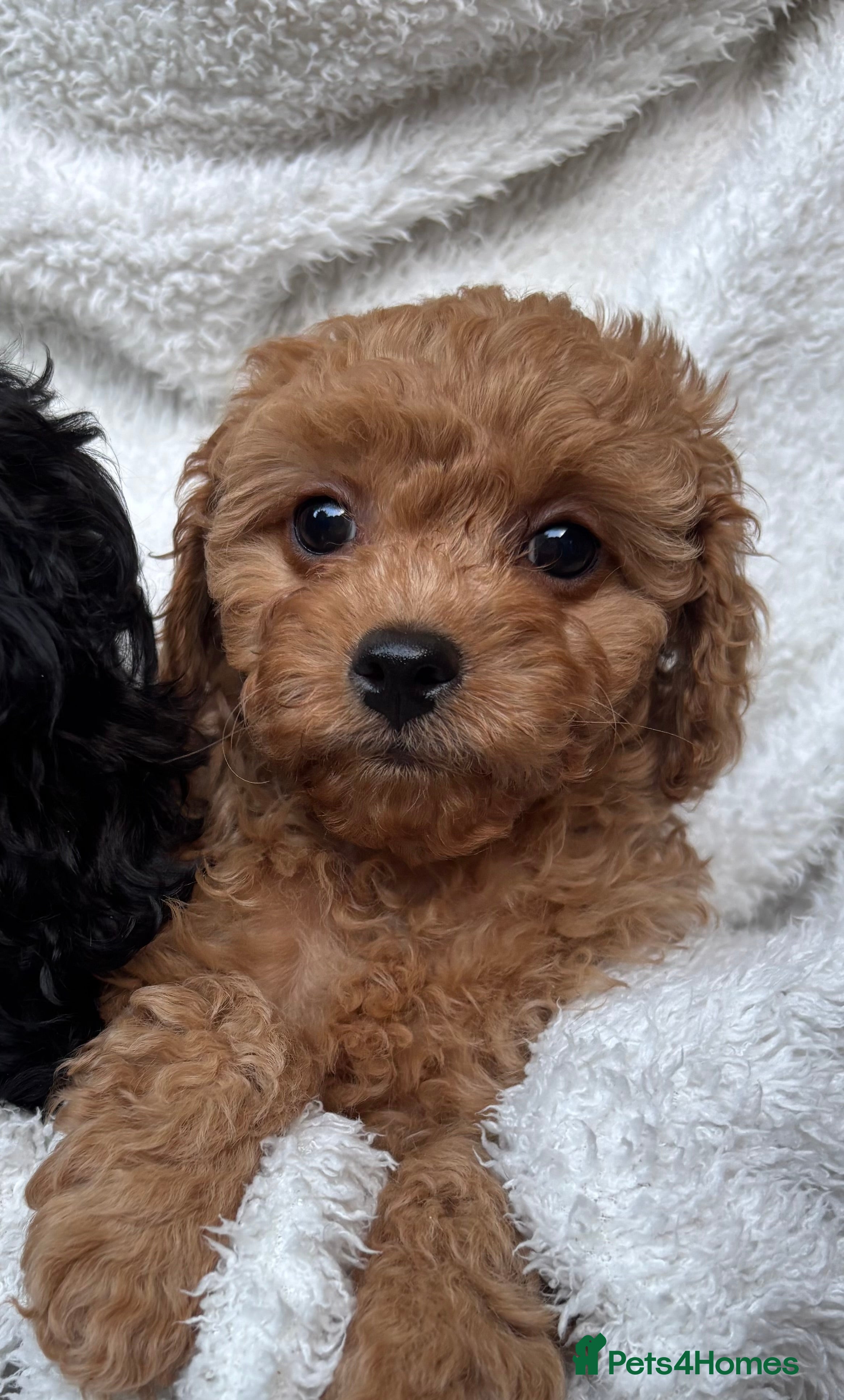 Cavapoo dogs ⭐️6 CAVAPOO’S Ready Now in CHESHIRE⭐️ - Advert 2