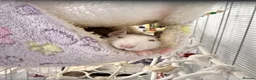 Rat rodents for sale: 3 female rats with everything you need - Advert 2