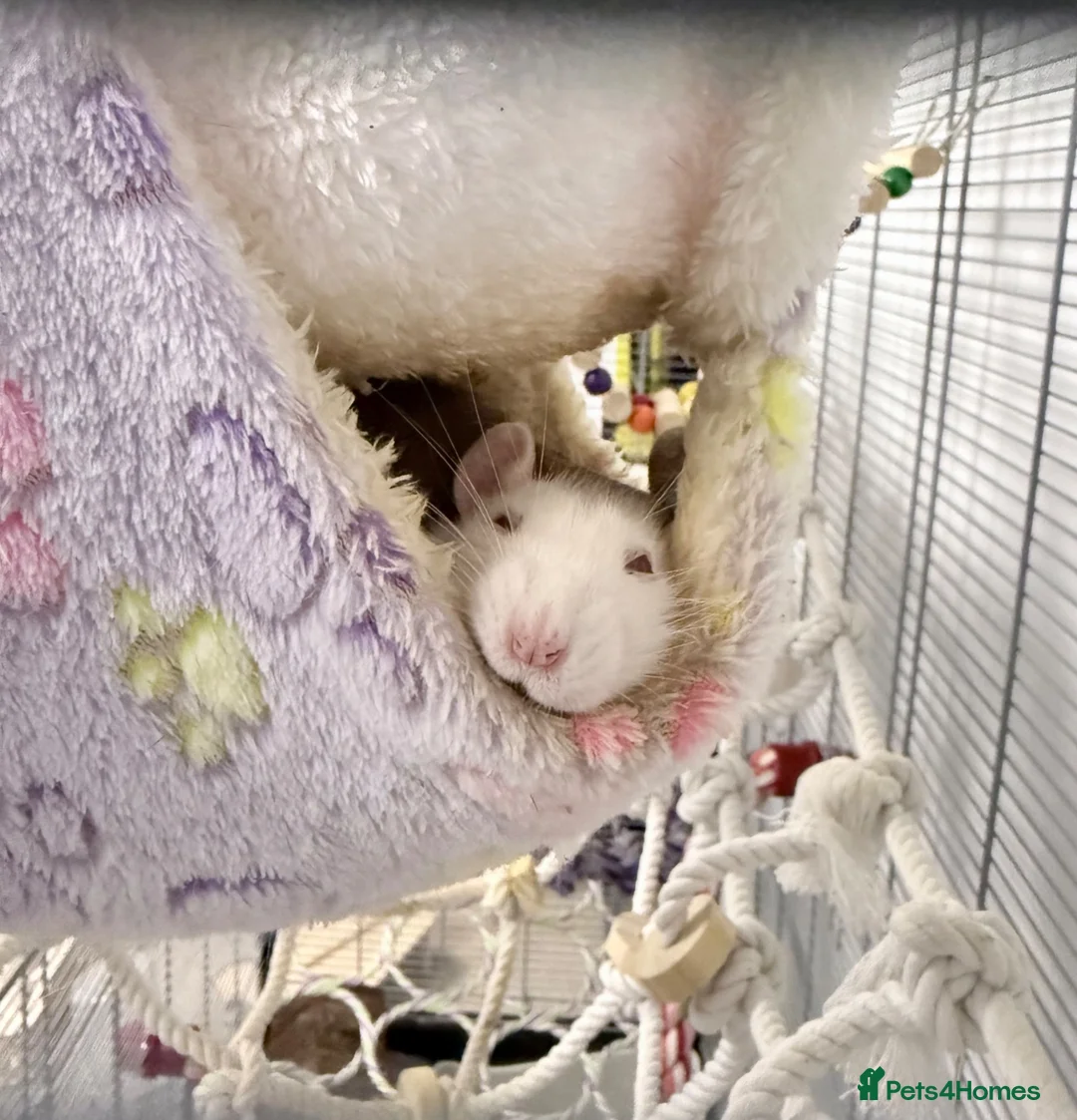 Rat rodents for sale: 3 female rats with everything you need - Advert 2