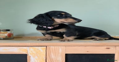Miniature Dachshund dogs - Advert 4