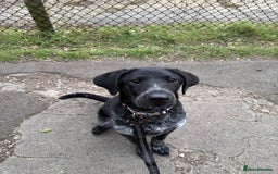 Mixed Breed dogs for sale: Pointer x Chow chow - Advert 9