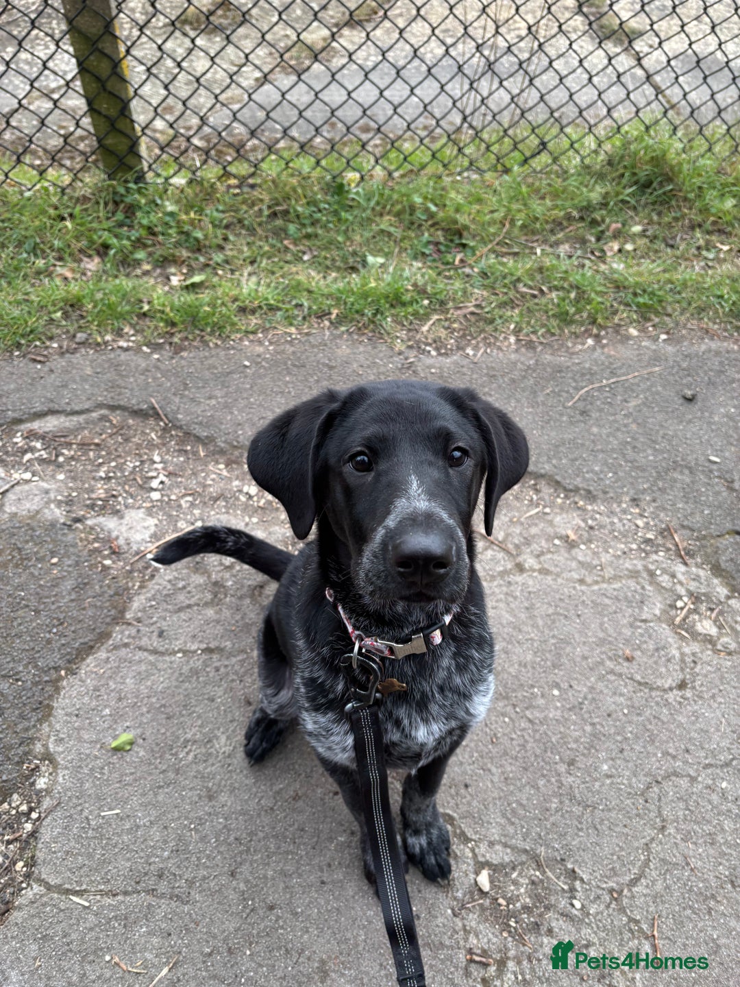 Mixed Breed dogs for sale: Pointer x Chow chow - Advert 9