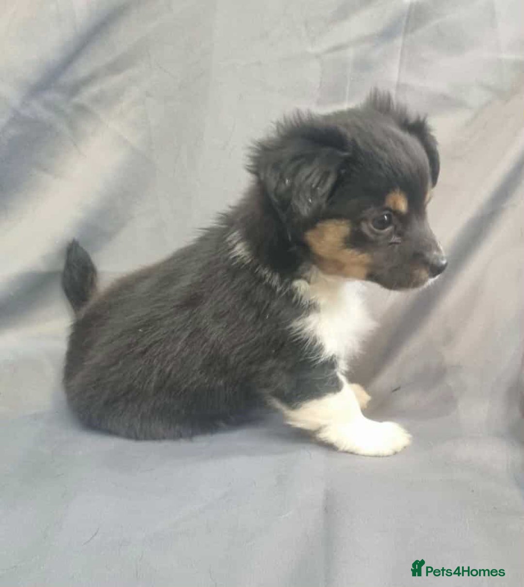 Jack Russell dogs for sale: Boy jack russell pups for sale - Image 8
