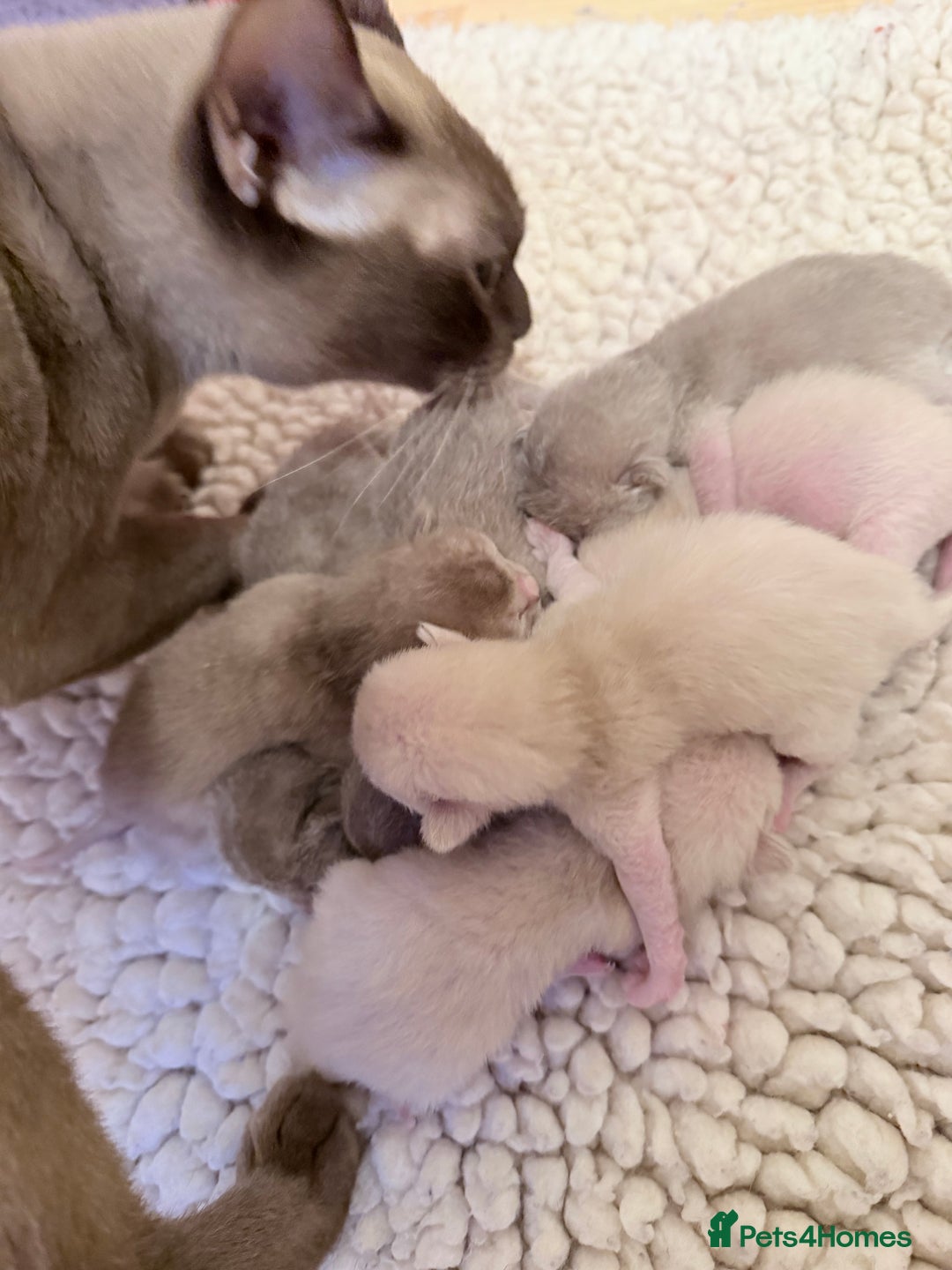 Burmese cats for sale: GCCF-Home raised-BurmeseKittens ready end February - Advert 7