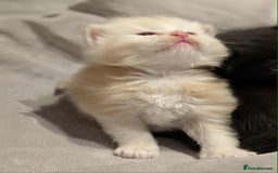 Maine Coon cats for sale: Maine Coon crossed Ragdoll kittens - Image 6