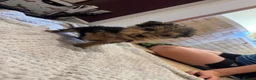 Mixed Breed dogs for sale: Lakeland/Welsh terriers (welkies) in Littleborough - Advert 8