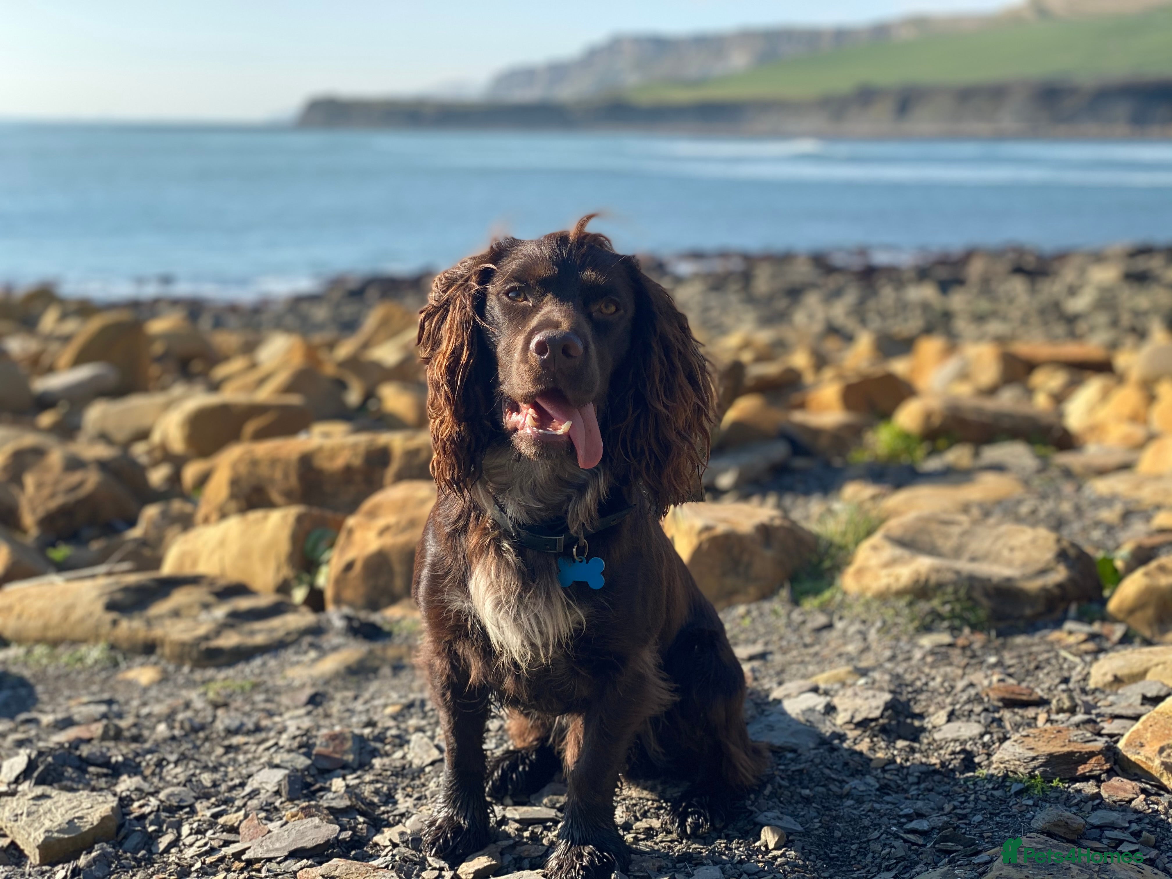 Cocker Spaniel dogs Chocolate Working Cocker for Stud  - Advert 14