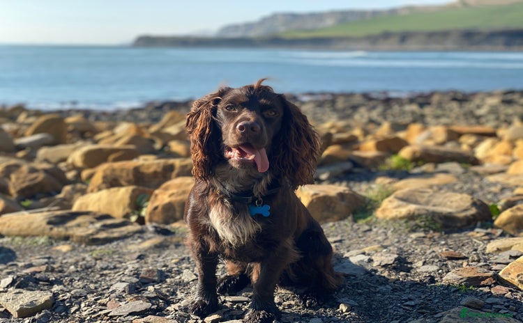 Cocker Spaniel dogs - Advert 1