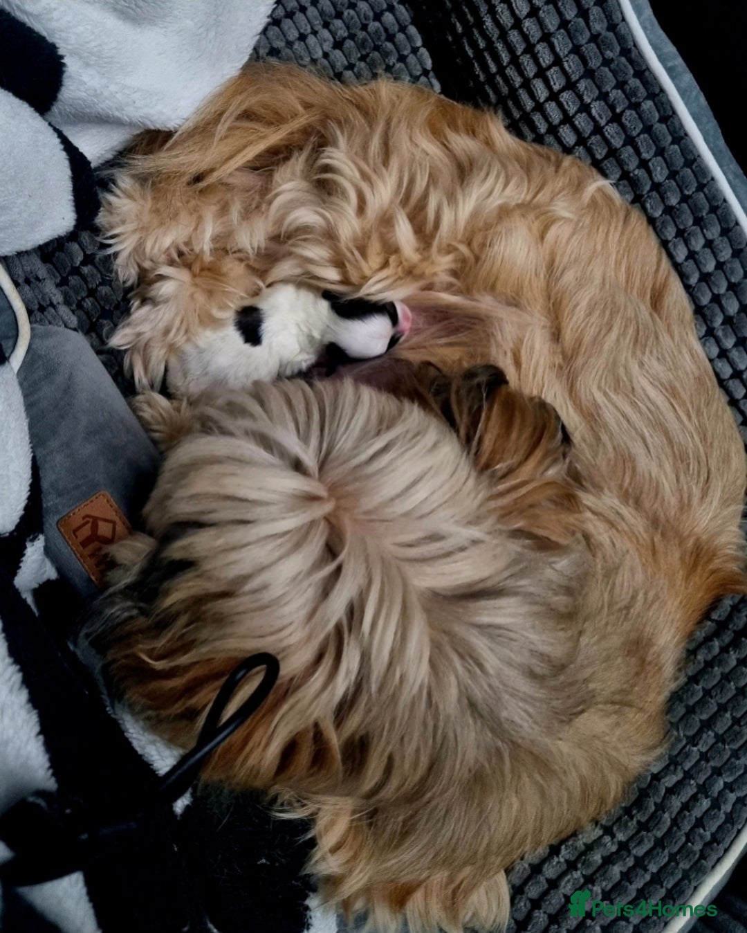 Lhasapoo dogs for sale: Lasha poo  - Advert 3