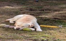 Labrador Retriever dogs for stud: Erik, Full dna health tested, proven stud, KC reg. in Bungay - Image 2