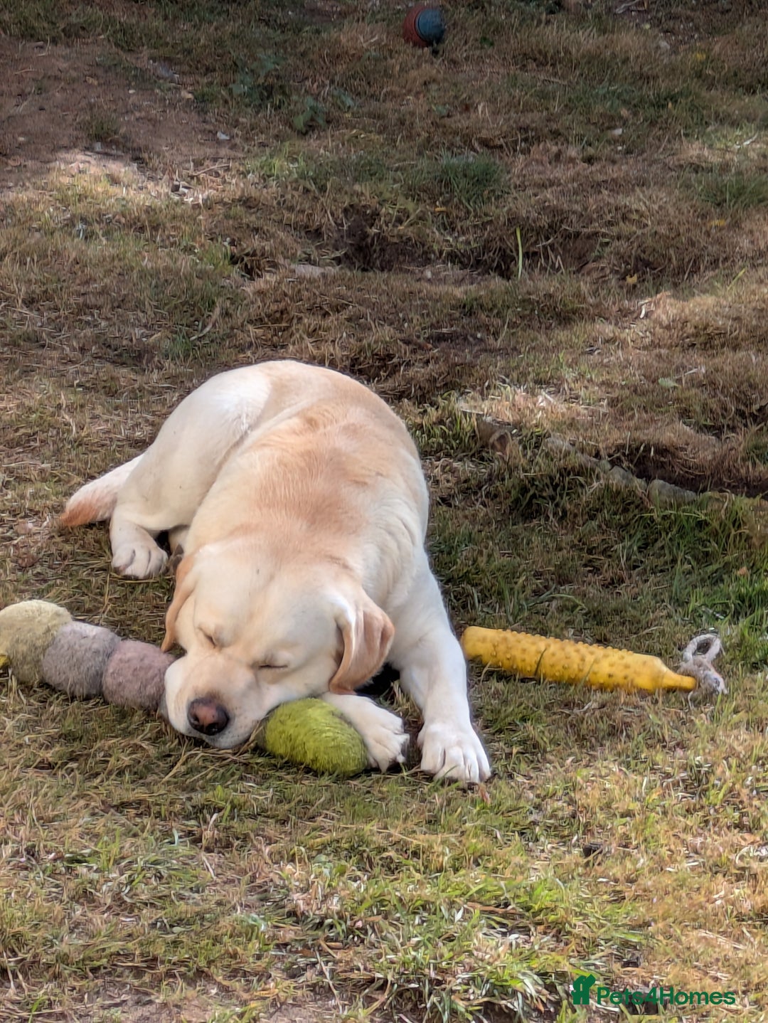 Labrador Retriever dogs for stud: Erik, Full dna health tested, proven stud, KC reg. in Bungay - Image 2