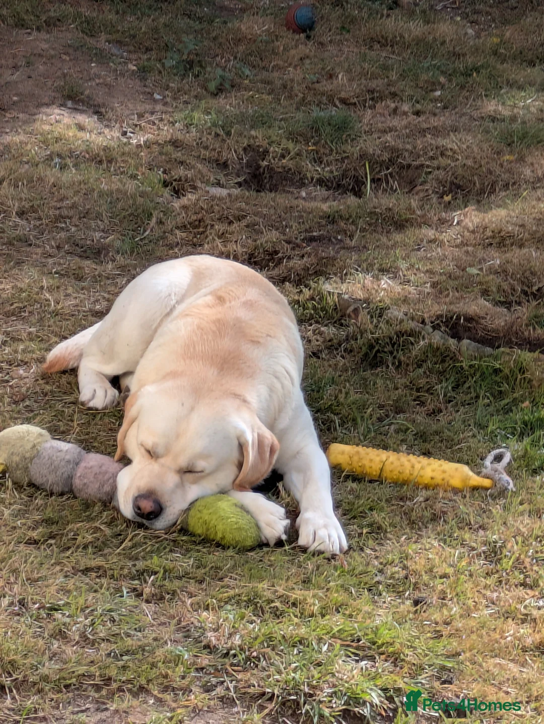 Labrador Retriever dogs for stud: Erik, fully health tested, proven stud, KC reg. in Bungay - Advert 2