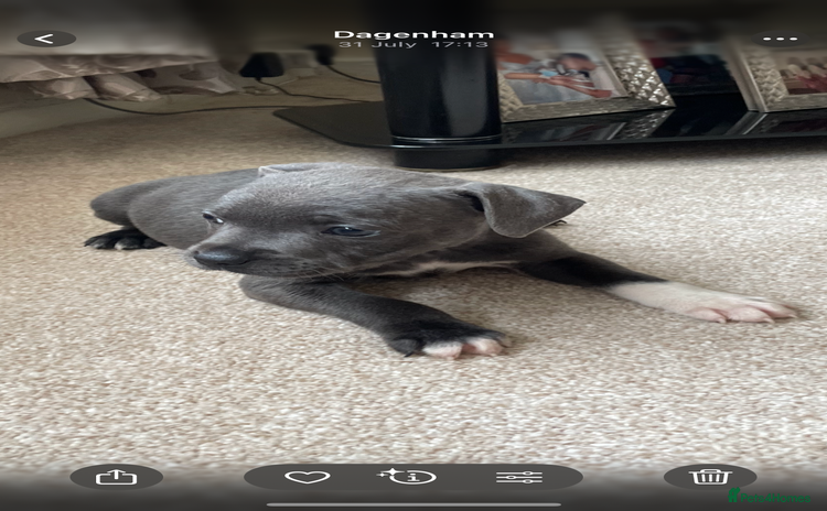 Staffordshire Bull Terrier dogs - Advert 1