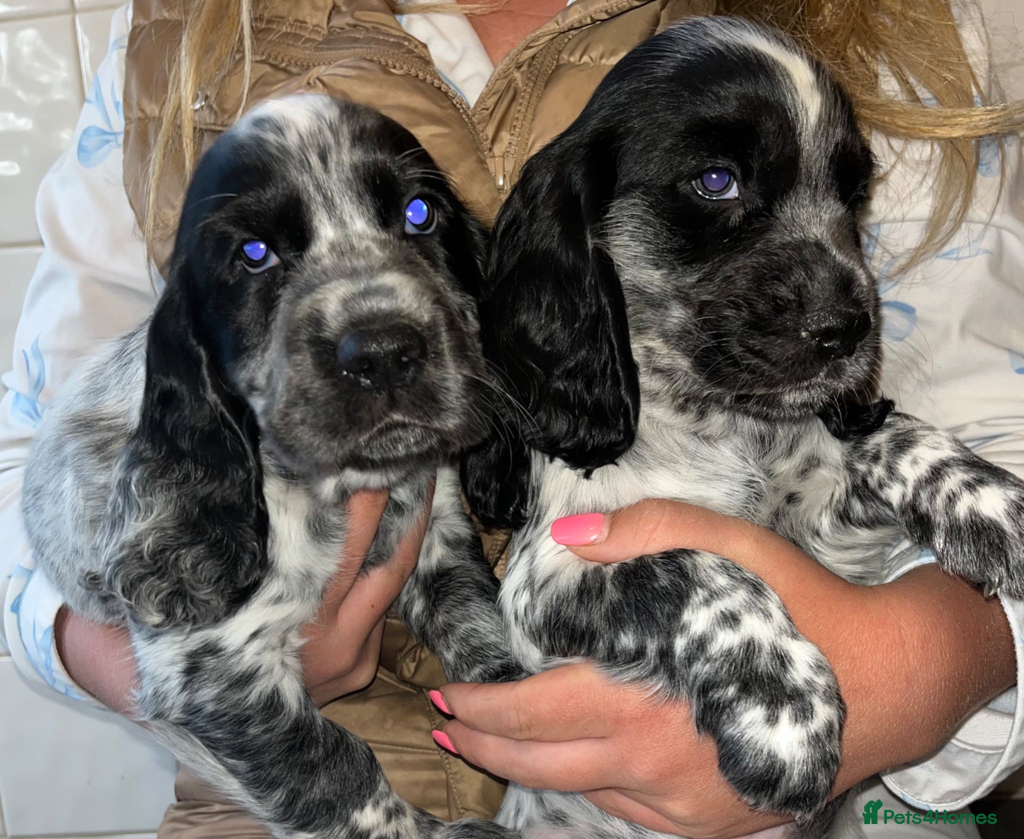 Cocker Spaniel dogs ( 4 LEFT ) Show cockers! **READY TO LEAVE ** - Advert 2