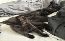 Mixed Breed cats for sale: 2 Female Kittens Ready now! Price reduced!! £40  - Image 10