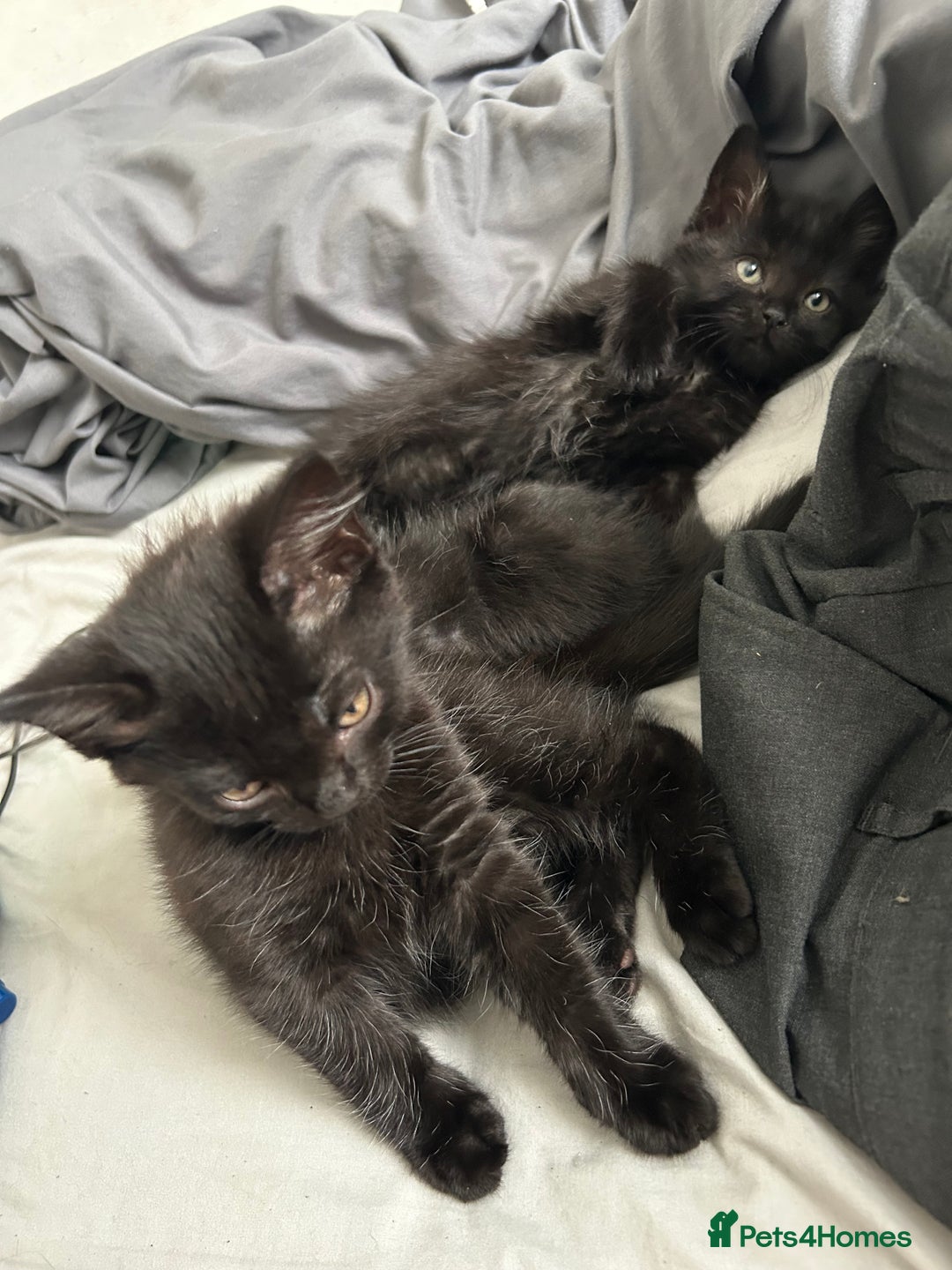 Mixed Breed cats for sale: 2 Female Kittens Ready now! Price reduced!! £40  - Image 10